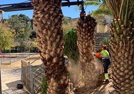 Labores de poda en la capital jienense.