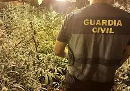 Operación anterior contra el tráfico de marihuana en la provincia de Granada