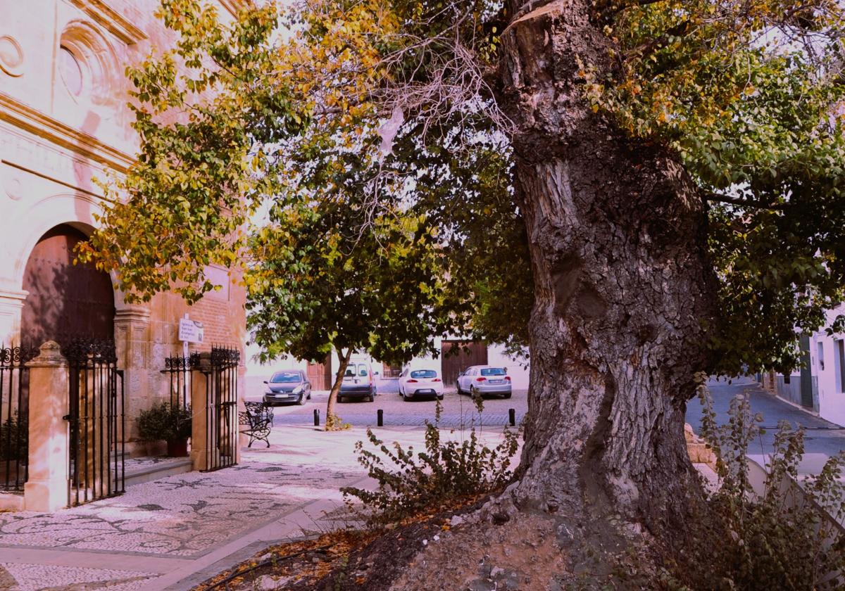 El pueblo de Granada con un olmo de 456 años.