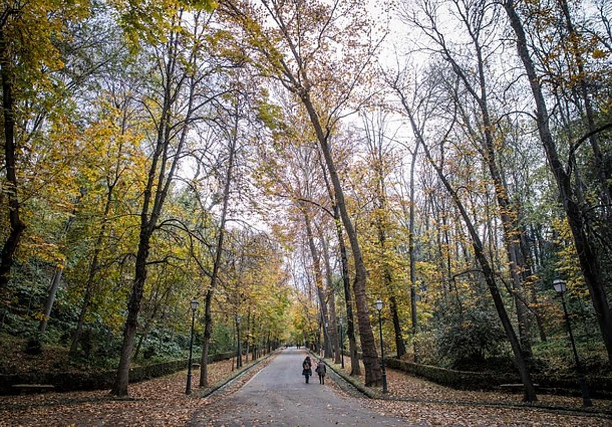 Bosque de Gomérez, donde se van a realizar las detonaciones.