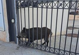 Jabalí rescatado en una urbanización de Salobreña.