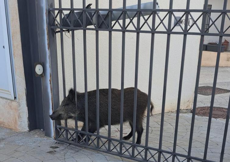 Jabalí rescatado en una urbanización de Salobreña.