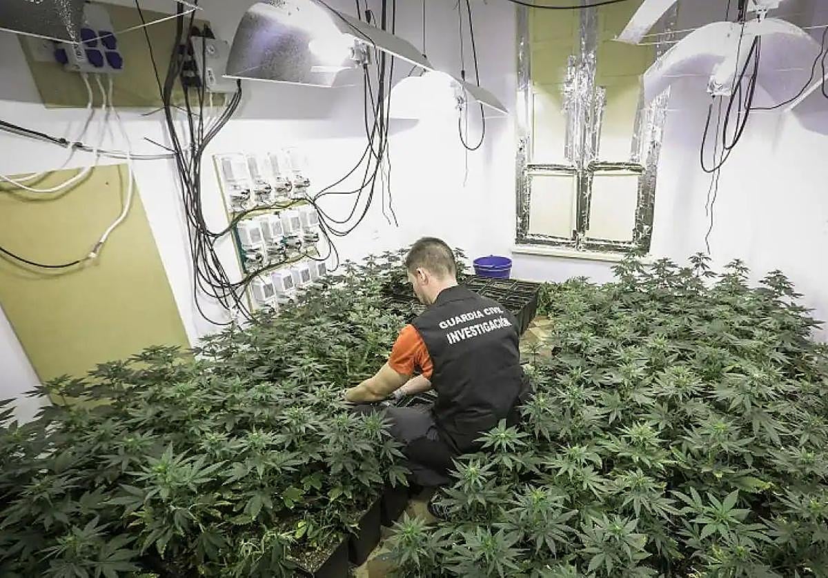 Imagen de una plantación de marihuana en Granada.