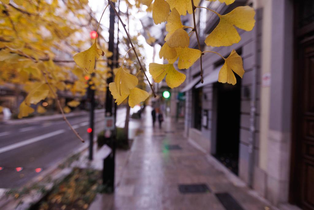Las imágenes de los ginkgo biloba en la Gran Vía de Granada