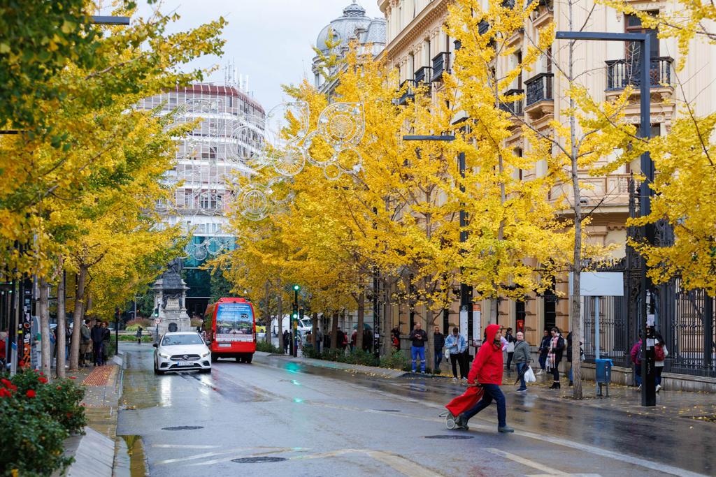 Las imágenes de los ginkgo biloba en la Gran Vía de Granada