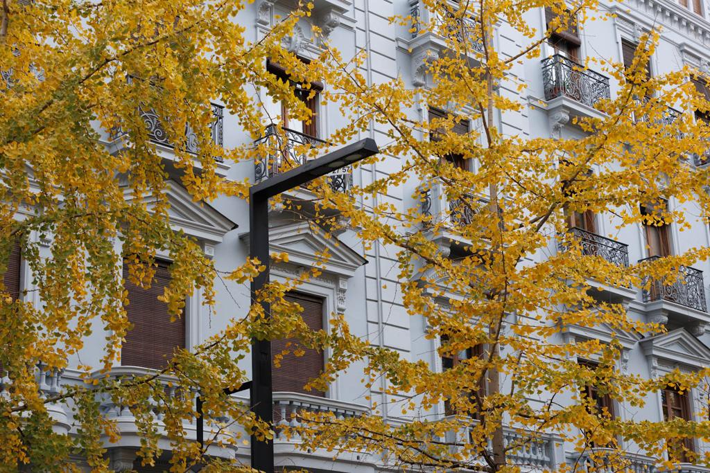 Las imágenes de los ginkgo biloba en la Gran Vía de Granada