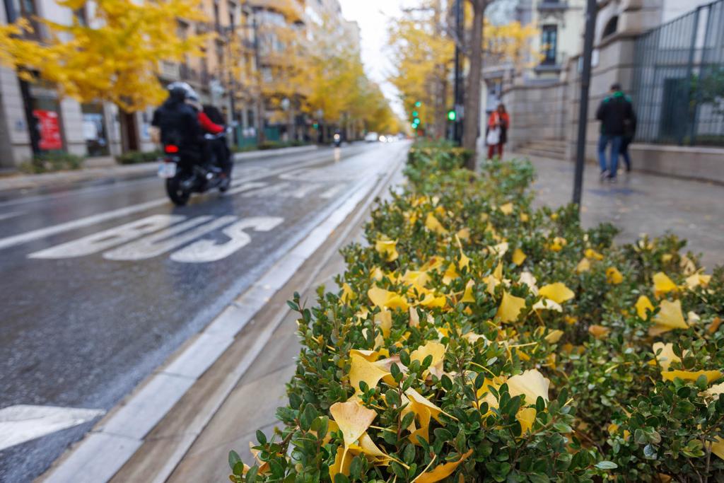 Las imágenes de los ginkgo biloba en la Gran Vía de Granada
