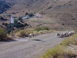 Un mastín pasa junto a una de las señales mientras conduce a un rebaño de ovejas en un carril en Güéjar Sierra.