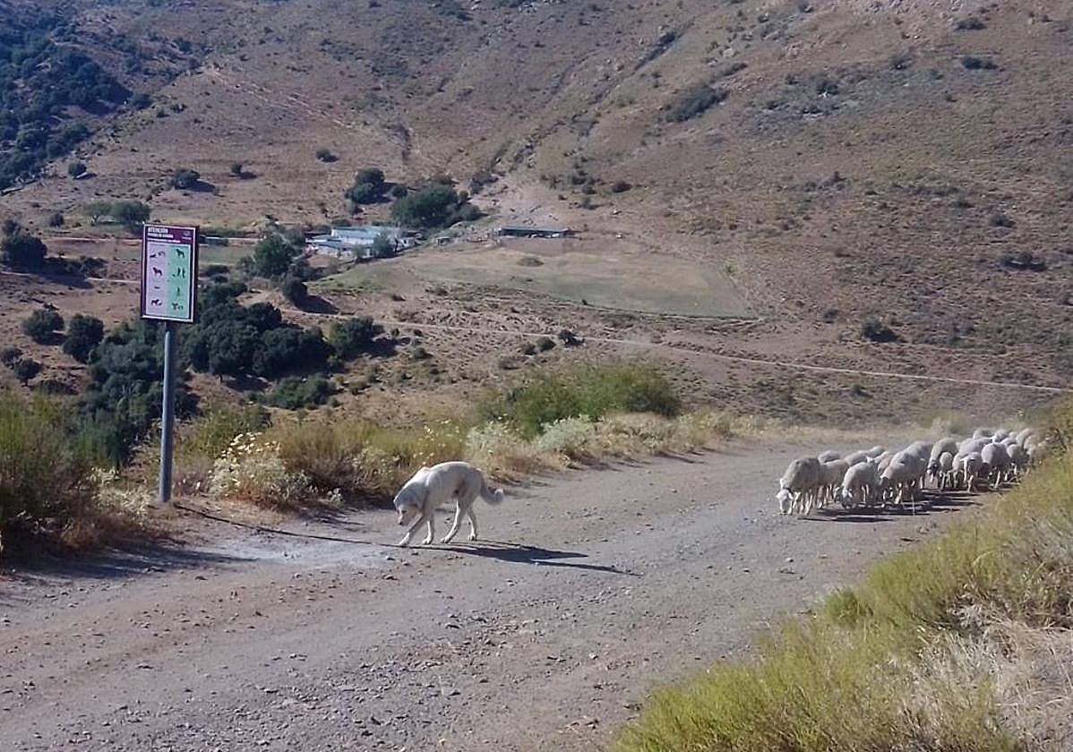Un mastín pasa junto a una de las señales mientras conduce a un rebaño de ovejas en un carril en Güéjar Sierra.