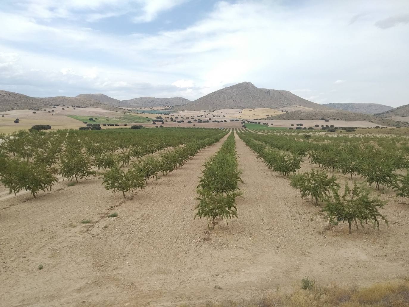 Imagen de archivo de un campo de almendros.