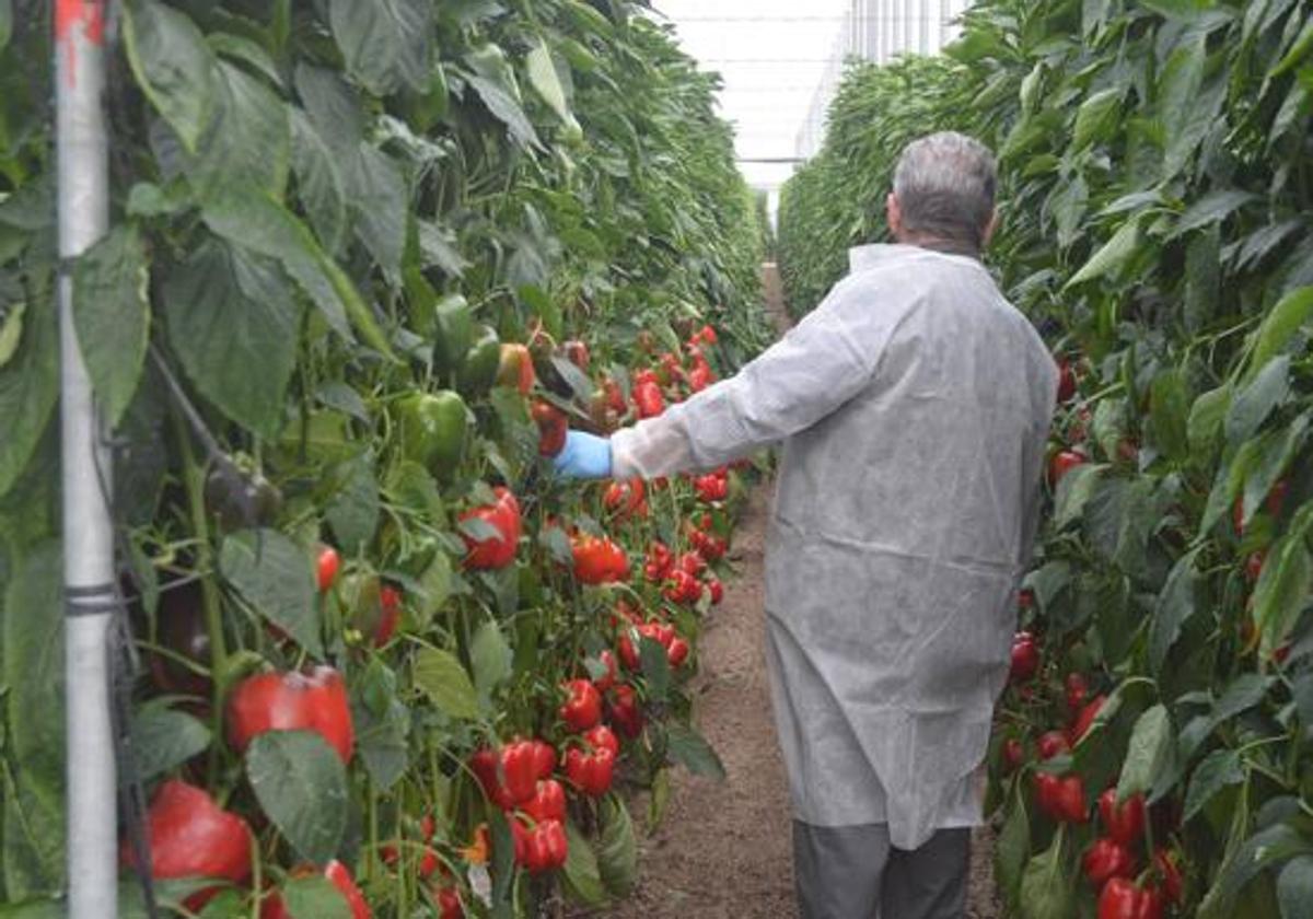 La inflación agraria, la sequía y la nueva PAC marcan el año 2023 en el campo