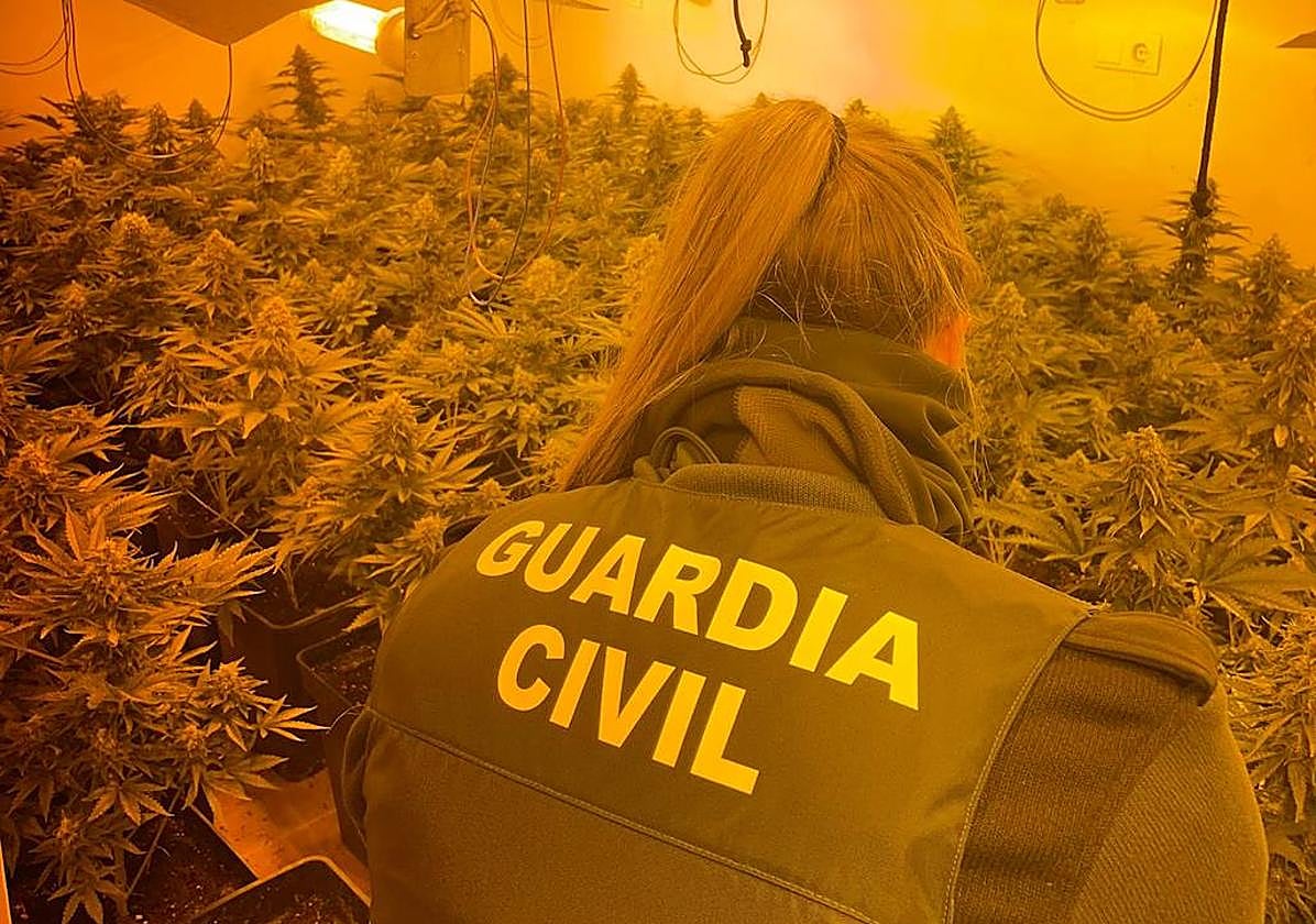 Desmantelan un centro con más de 2.000 plantas de marihuana y un arma.