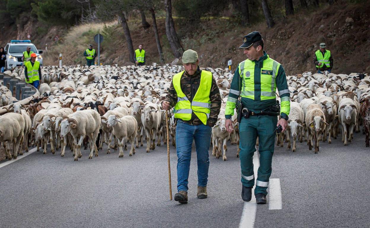 El ltimo pastor trashumante de La Alpujarra conduce su reba o a