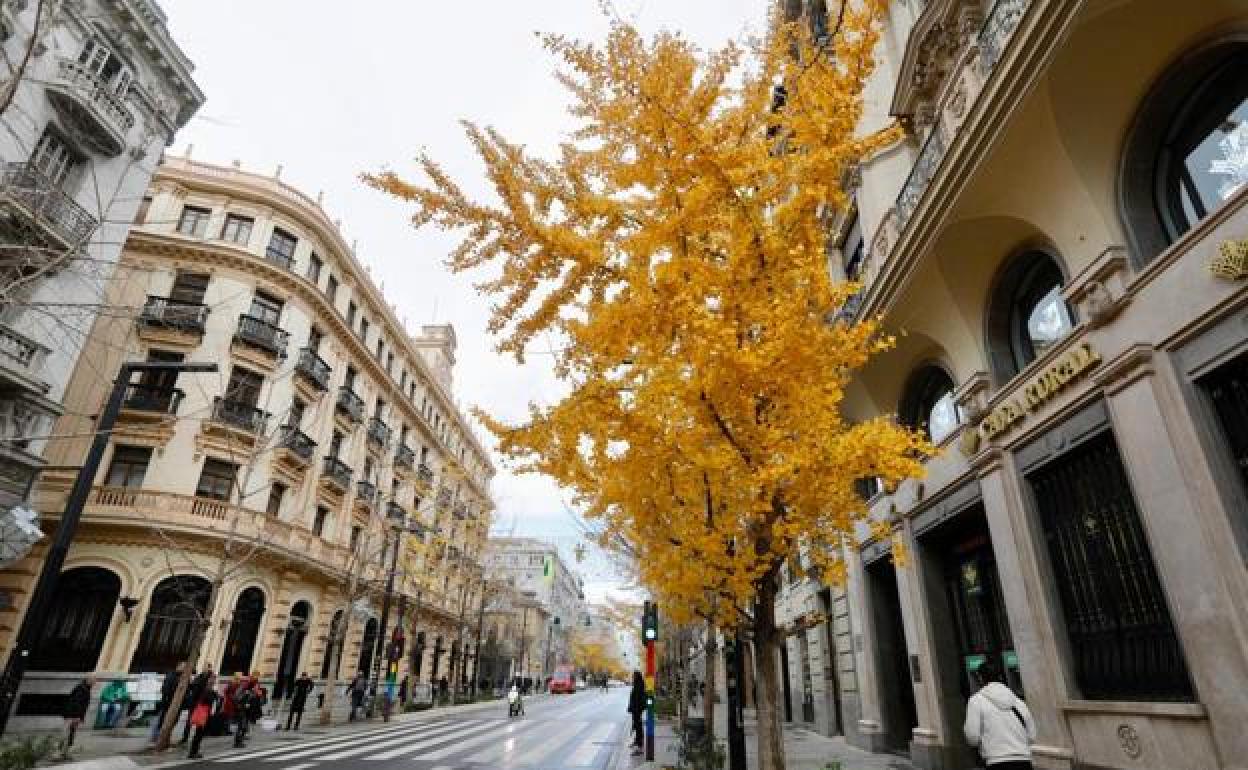 Un 'ginkgo biloba', en el Centro de Granada.