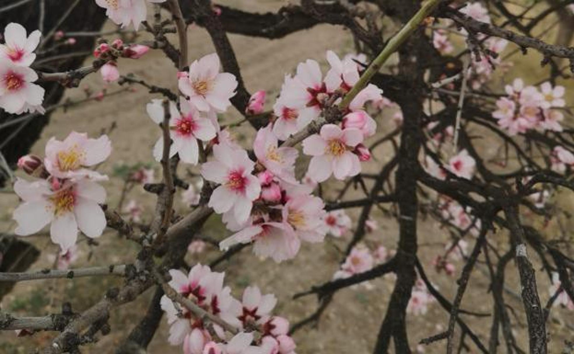 Almendros en flor en el Valle de Lecrín. 