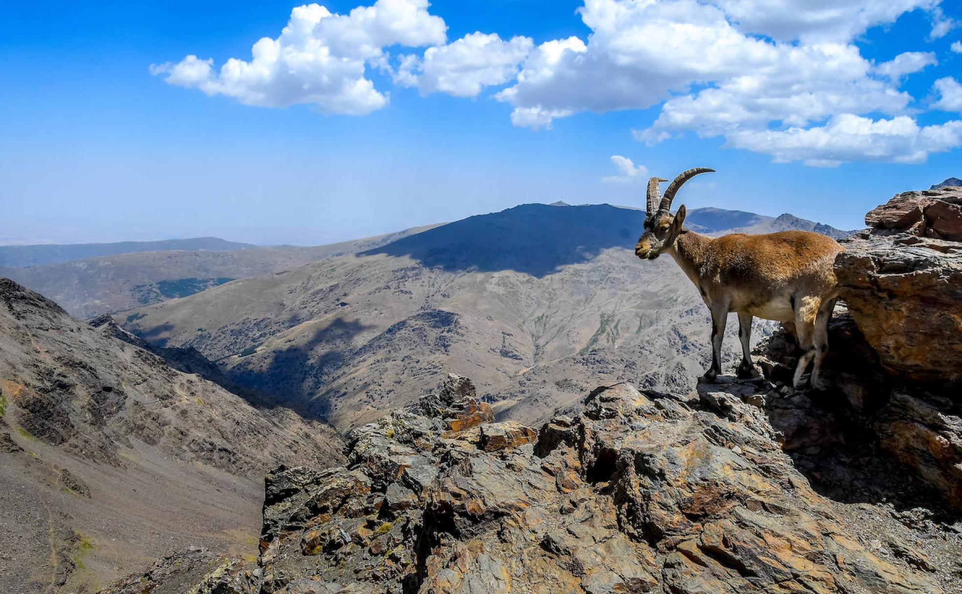 Cabra montesa en las altas cumbres de Sierra Nevada, donde se encuentra la mayor población mundial de esta especie. 