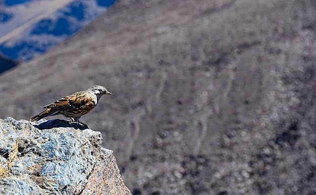 Un acéntor alpino, un ave que puede observarse en las cumbres. 