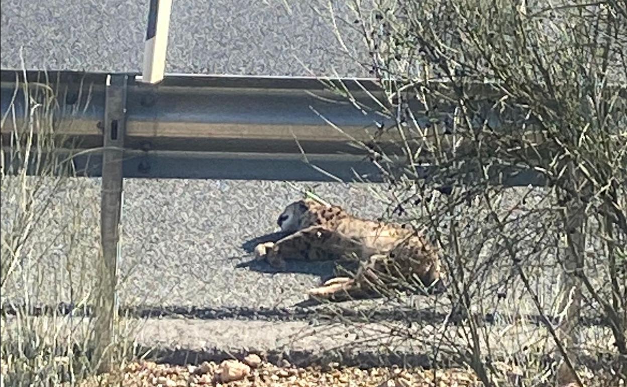 Lince atropellado en El Chaparral el pasado domingo