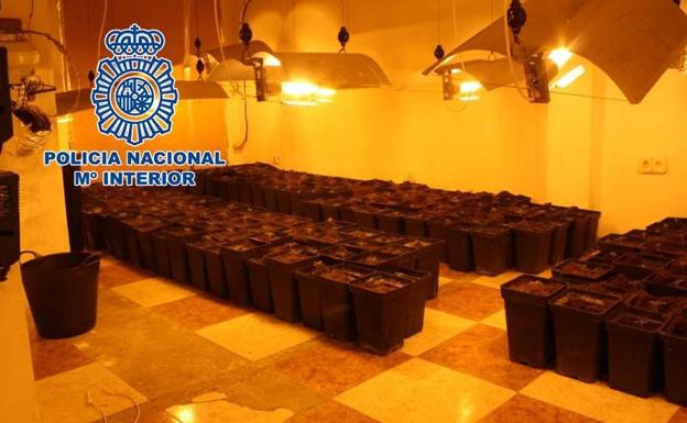 Lo sorprenden en Granada transportando una bolsa con 110 plantas de marihuana en plena calle