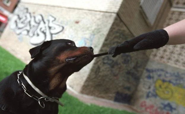 Investigan por qué la residencia canina de Granada permitió salir al perro agresor con su dueña