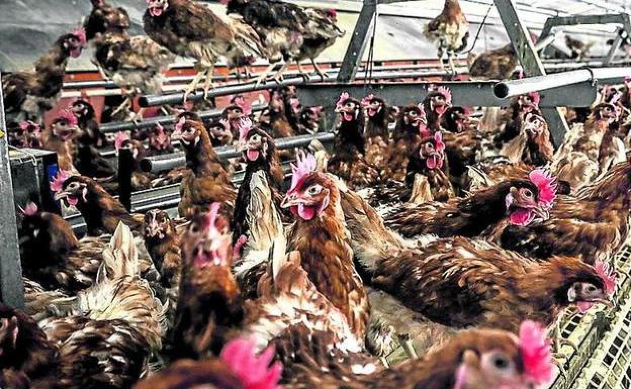 Cataluña sacrifica 87.000 aves por el caso de gripe aviar de Lérida