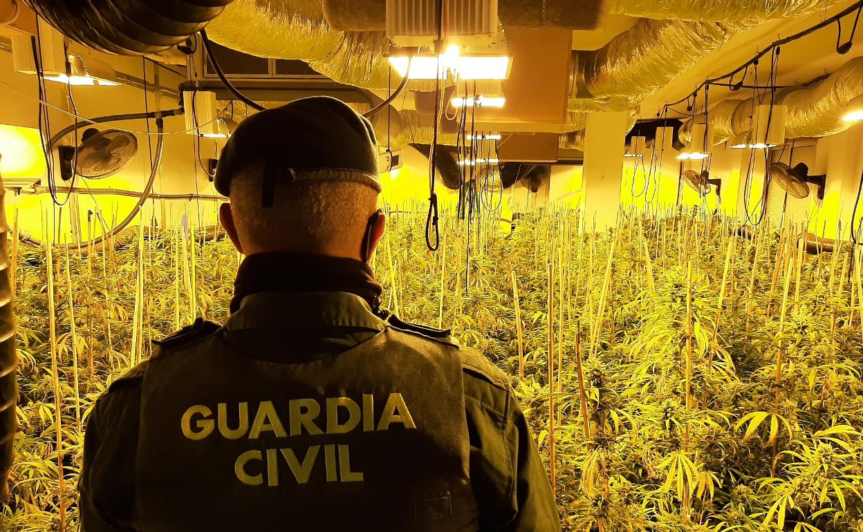 Guardia Civil en la operación contra la marihuana en Vegas del Genil.