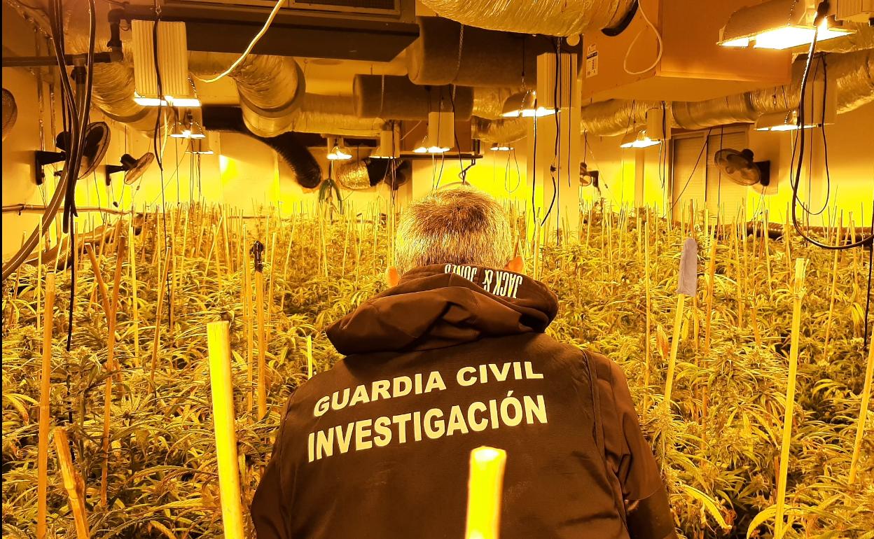 Descubiertas casi 3.700 plantas de marihuana en cuatro operaciones en Láchar y Fuensanta