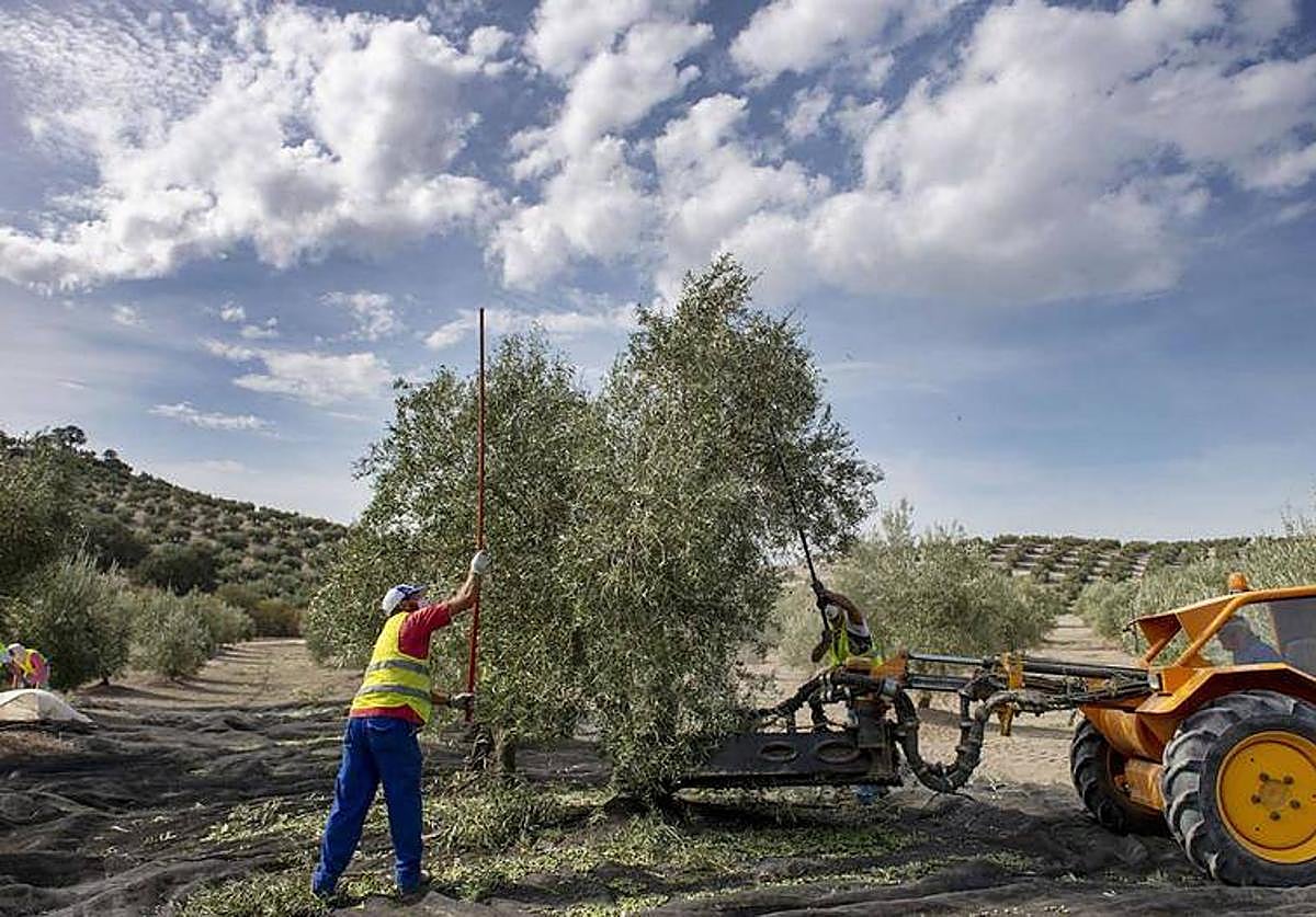 El paro baja en agricultura pero de forma menos dinámica, por la mala cosecha de aceituna.