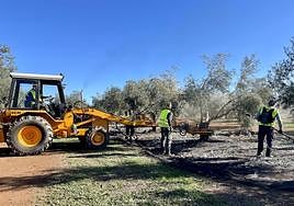 Recolección de la aceituna en la campaña actual.