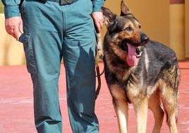 Un perro antidroga de la Guardia Civil de Granada.