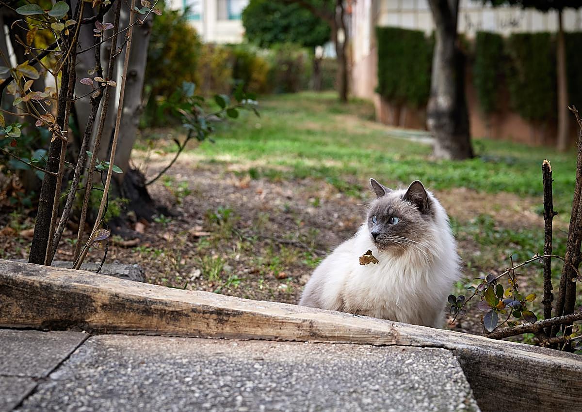 Imagen secundaria 1 - Comida para los gatos de la zona | Un gato dentro de la urbanización afectada | Cartel colocado por los vecinos