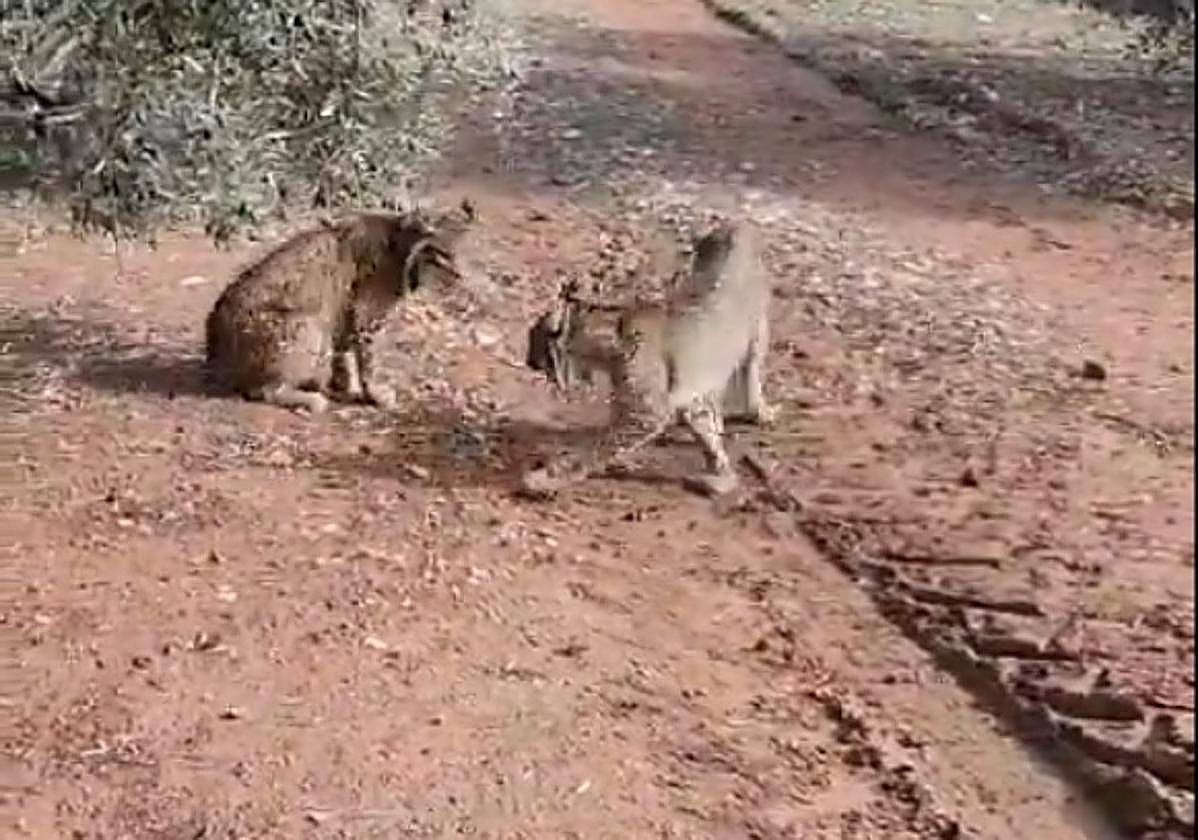 Linces en celo captados en Andalucía.
