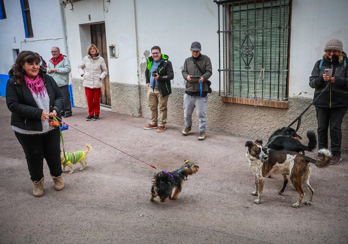 Imagen principal - Fiestas de San Antón en Granada, mascotas y una bendición