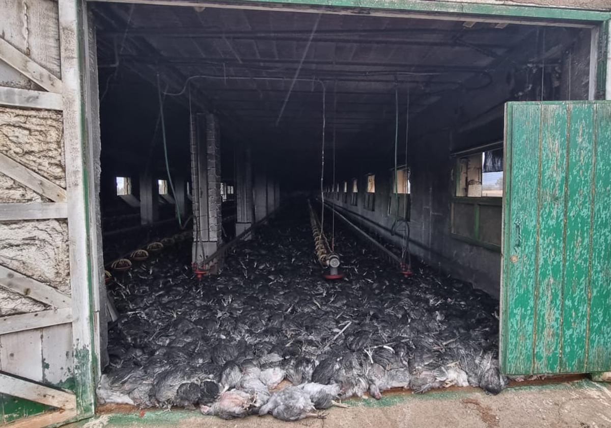 Mueren 30.000 pollos asfixiados en el incendio de una nave en Albuñán