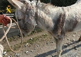 El burro recuperado.