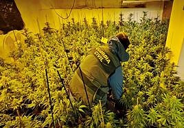 Plantación de marihuana intervenida.
