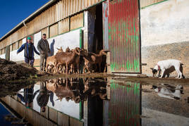 Antonio Ruano yJavier Hernández metiendo las cabras en uno de los establos de la granja de la Diputación.