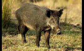 Los jabalíes cada vez frecuentan más la UAL.