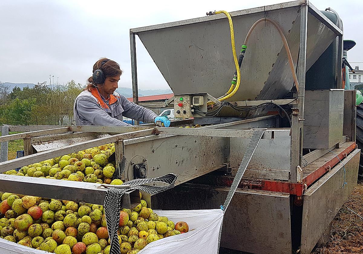 Las dos frutas que afectan a los pacientes que toman paracetamol