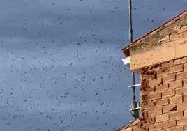 Miles de abeja vuelan alrededor de una fachada en Salar.