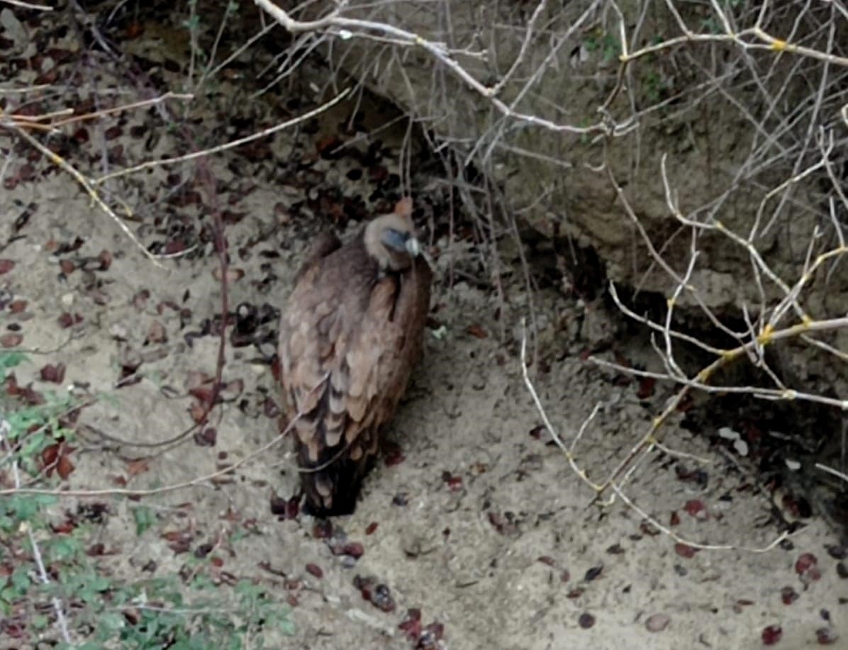 Buitre leonado, en la sierra de Quesda.