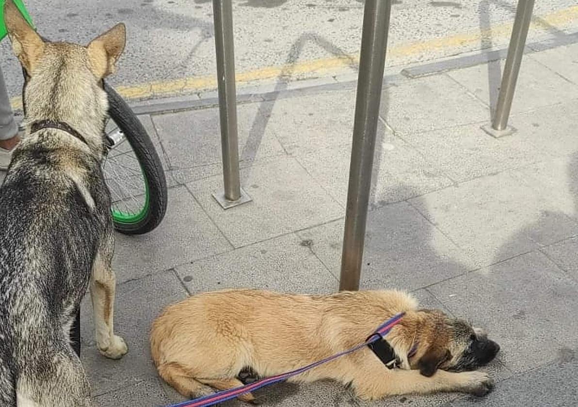 Denuncian el abandono de tres perros en una parada de metro de Albolote