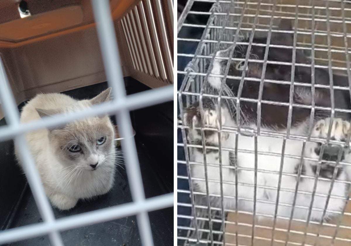 Los gatos de Cájar, ya rescatados.