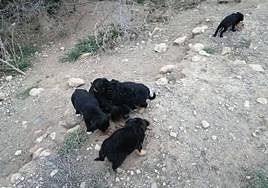 Cachorros localizados en un paraje de Campohermoso, en Níjar.
