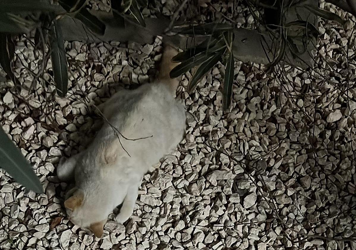 Encuentran muertos tres gatos de una colonia de Armilla.