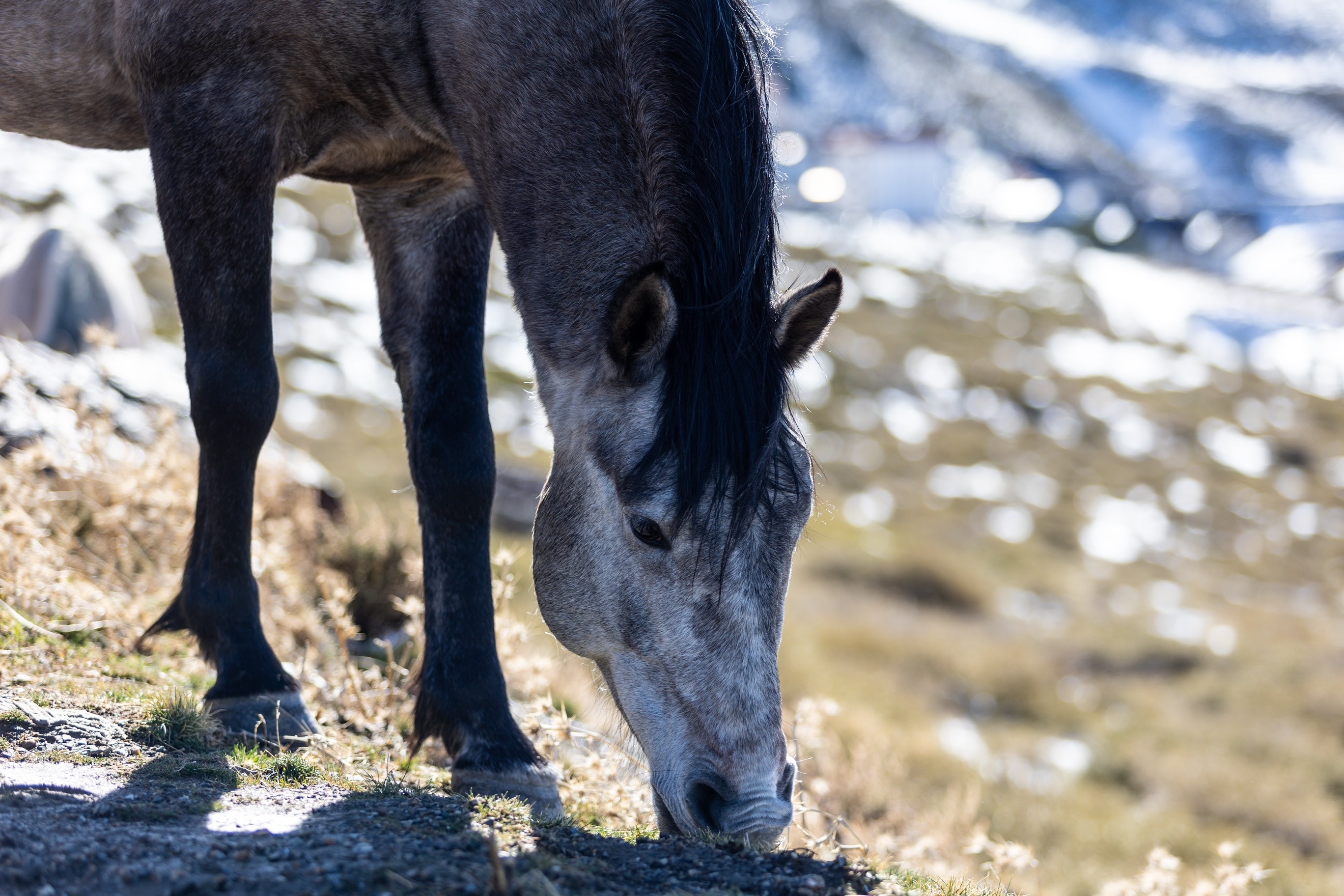 Las espectaculares imágenes de unos caballos en Sierra Nevada