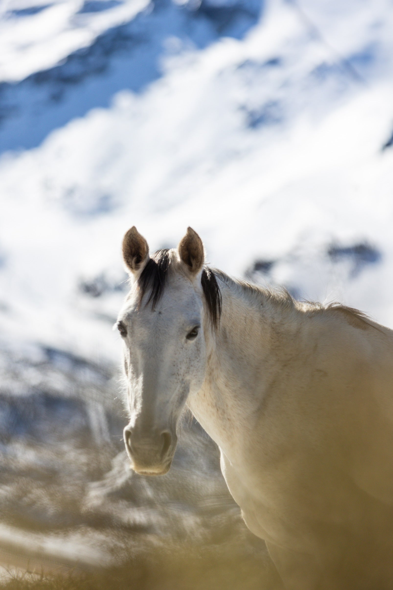 Las espectaculares imágenes de unos caballos en Sierra Nevada