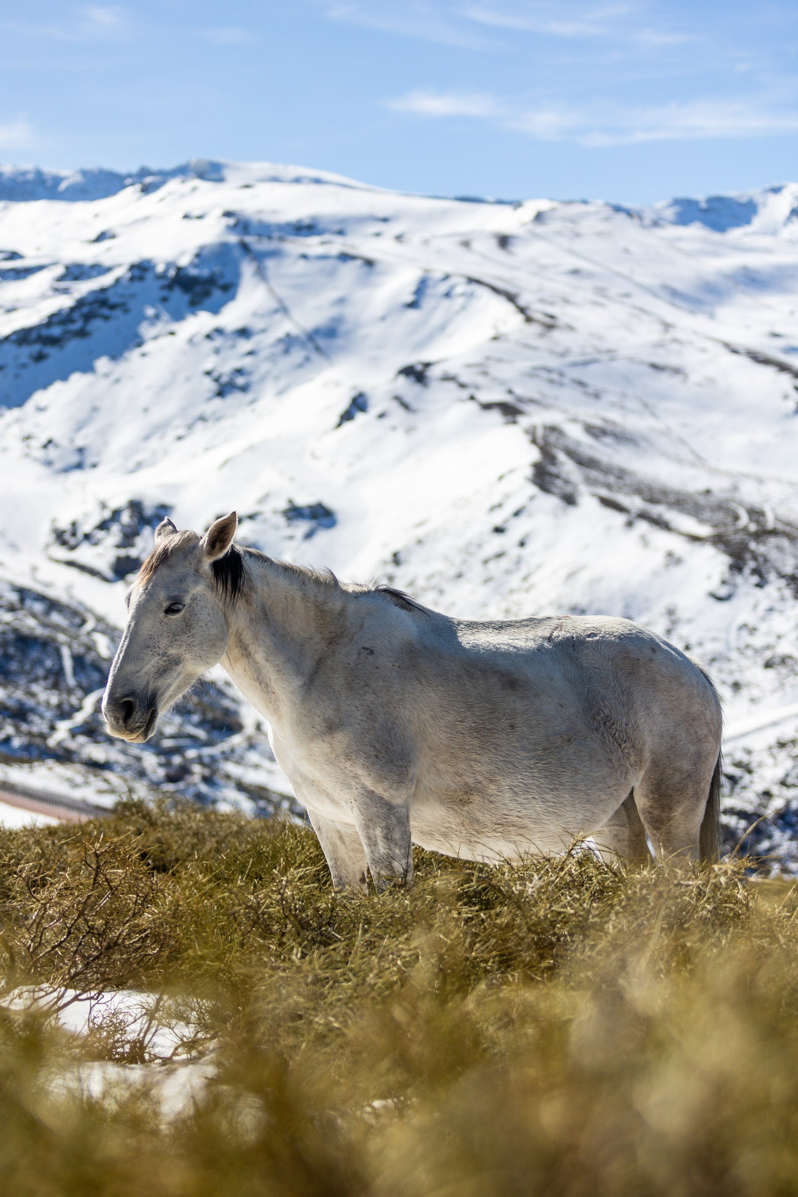 Las espectaculares imágenes de unos caballos en Sierra Nevada