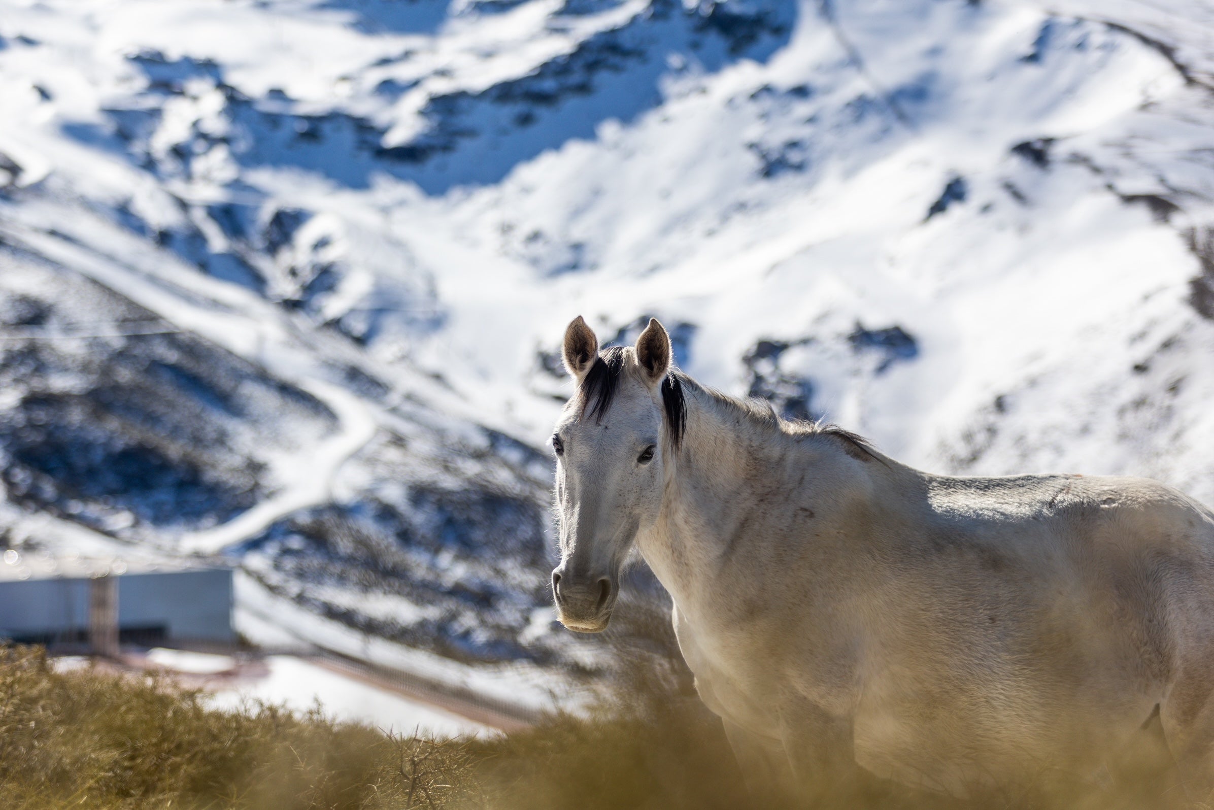 Las espectaculares imágenes de unos caballos en Sierra Nevada