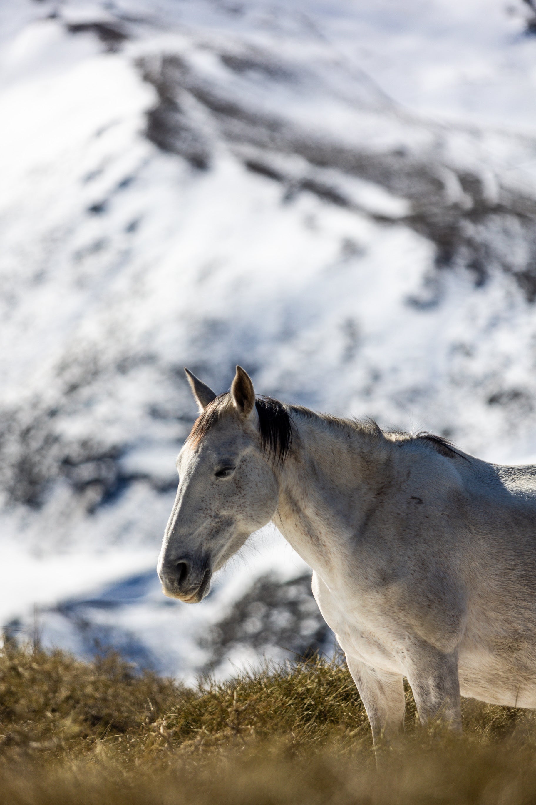 Las espectaculares imágenes de unos caballos en Sierra Nevada